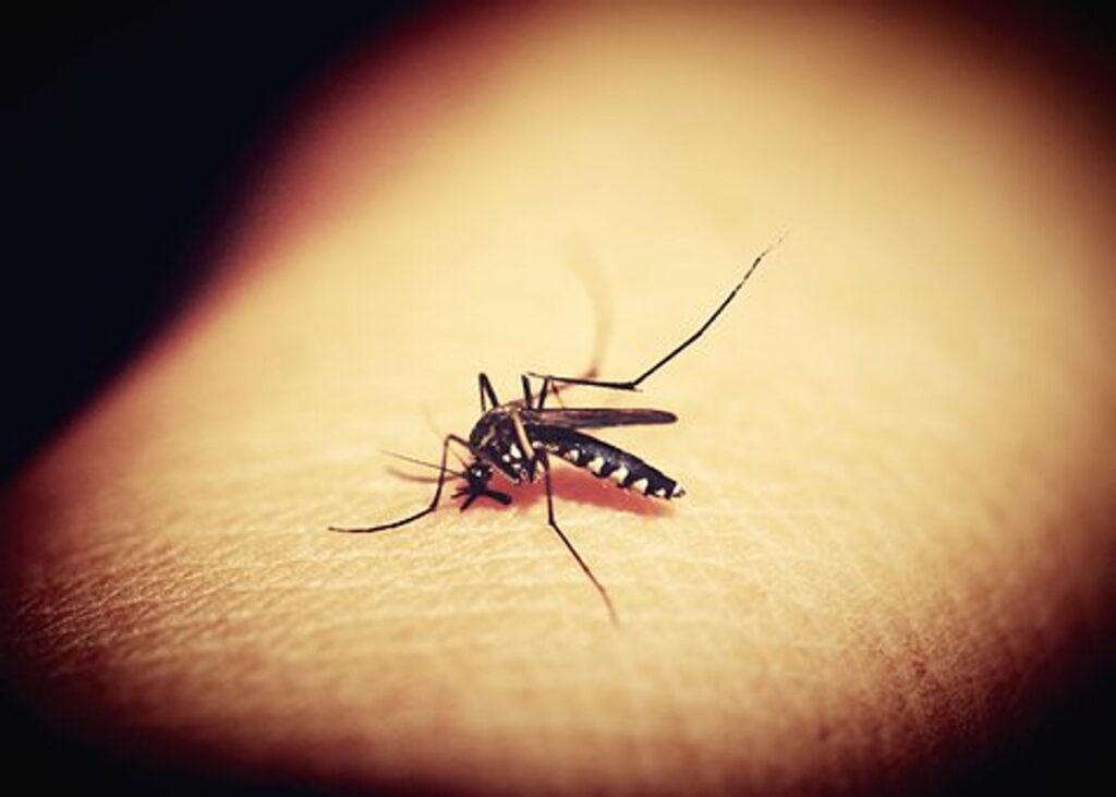 Mosquitoes