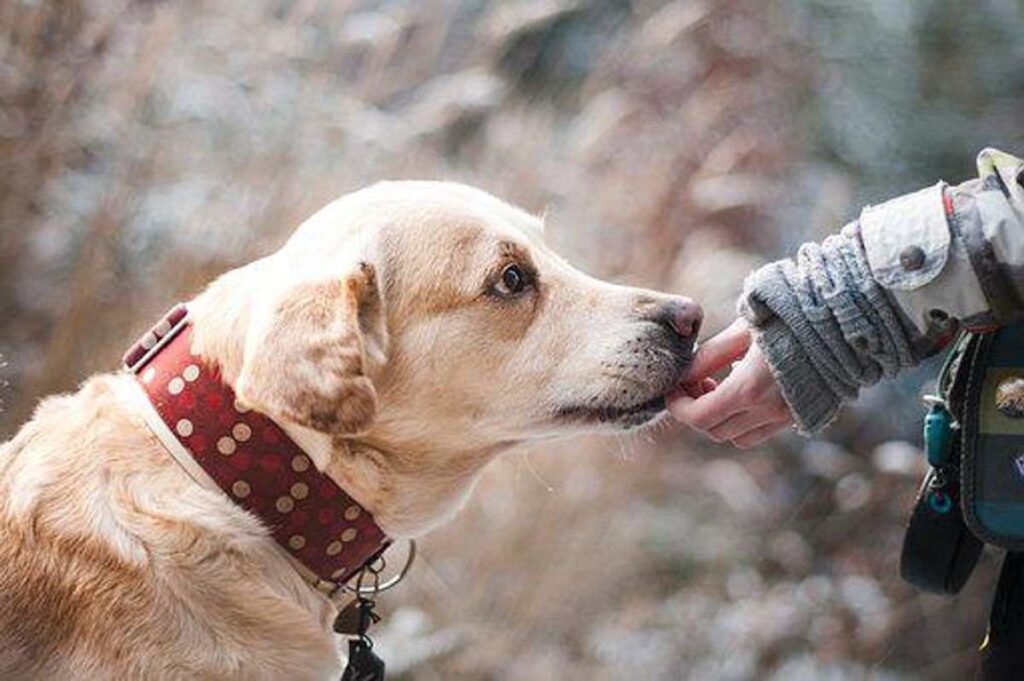 How to Train Your Dog
