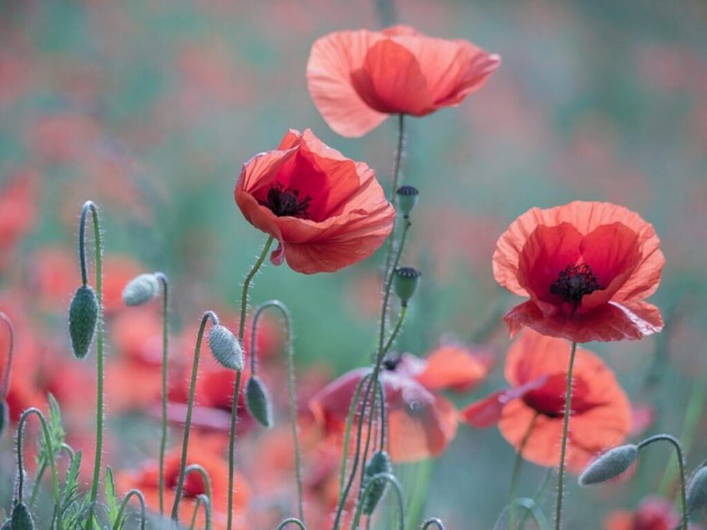 Dried poppy pods