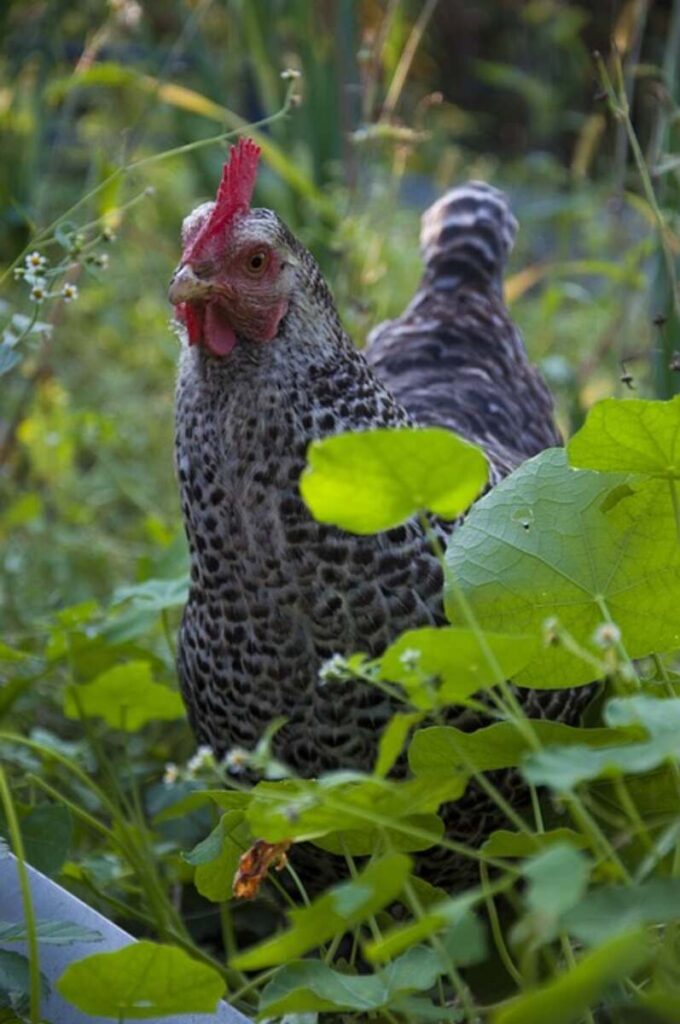 Chicken Plant