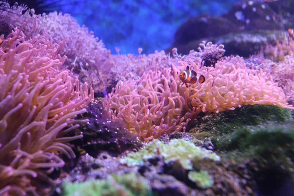 Finding Nemo