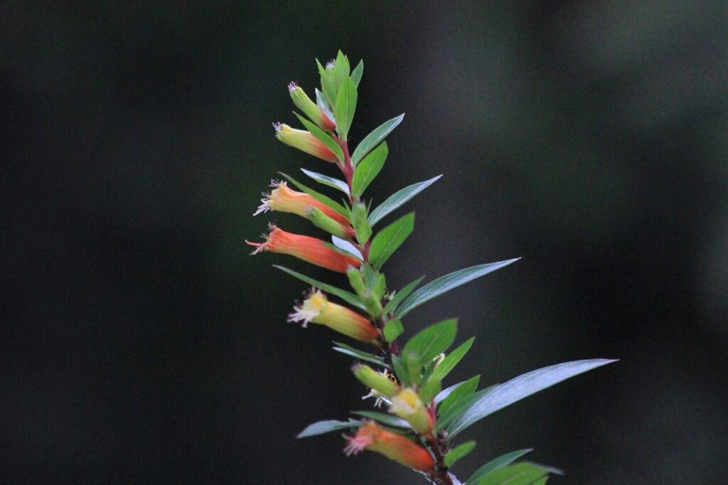Candy Corn Plant