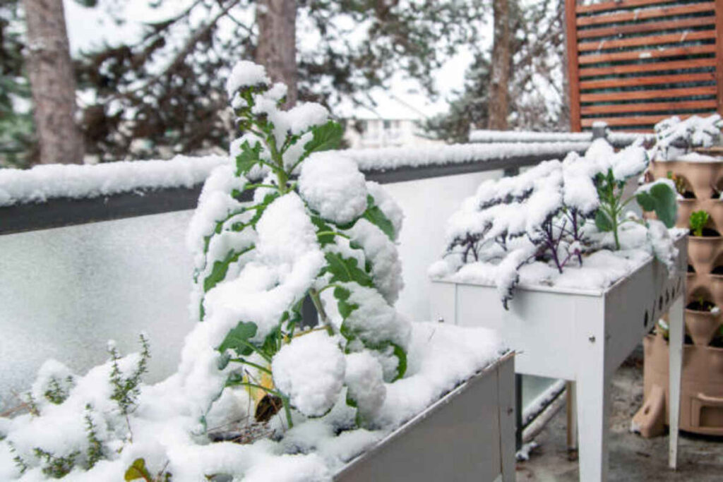 Winter Garden