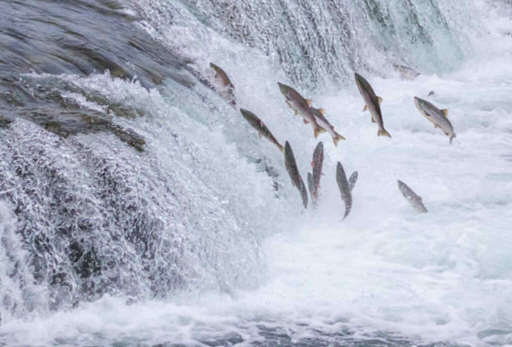 Tidal Fish