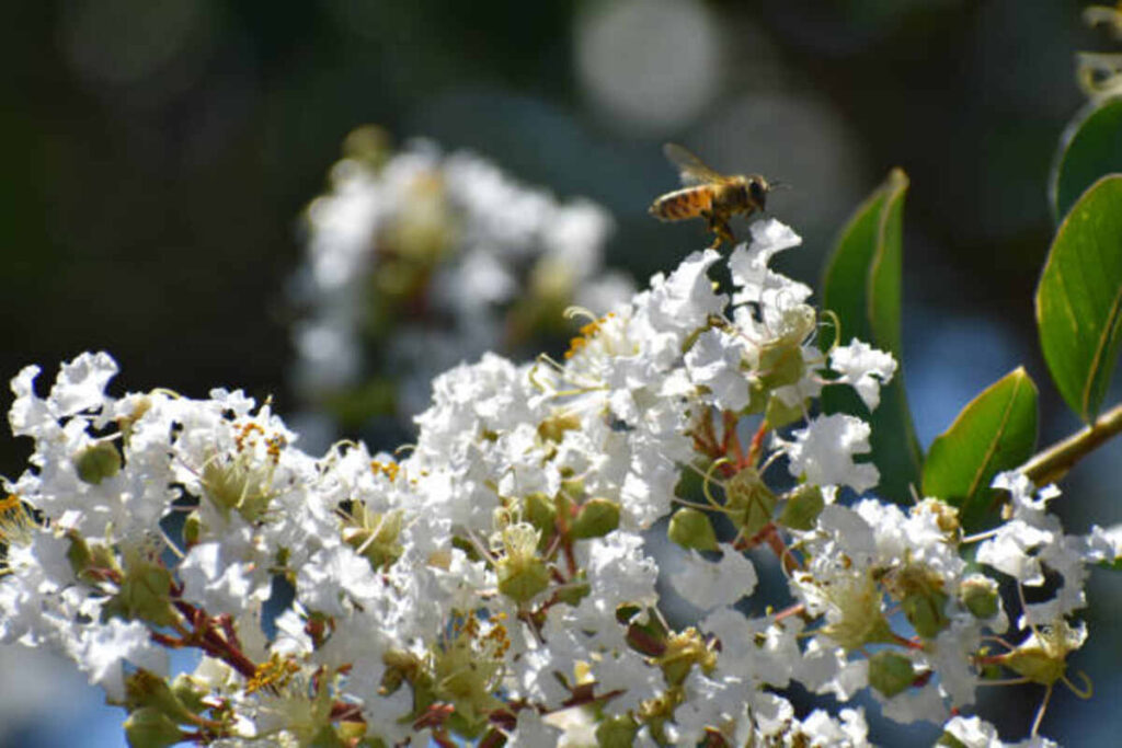 small bee with pollen flying near white flower 1