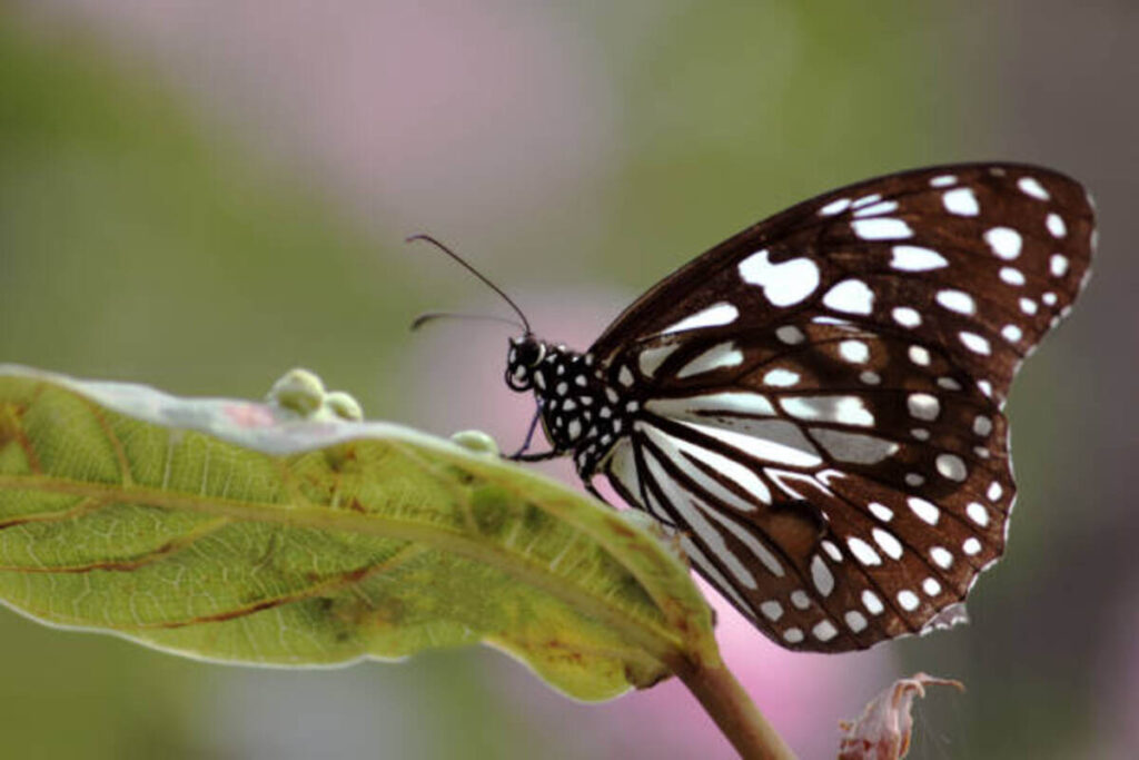 The Black and White Butterfly