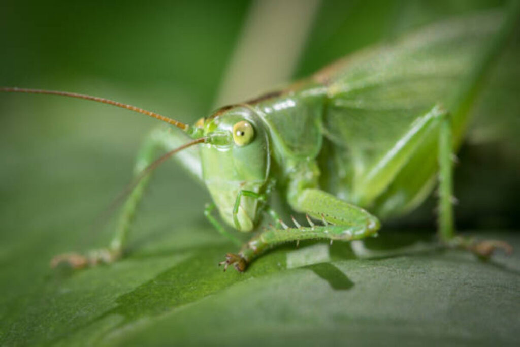 Katydid Sound