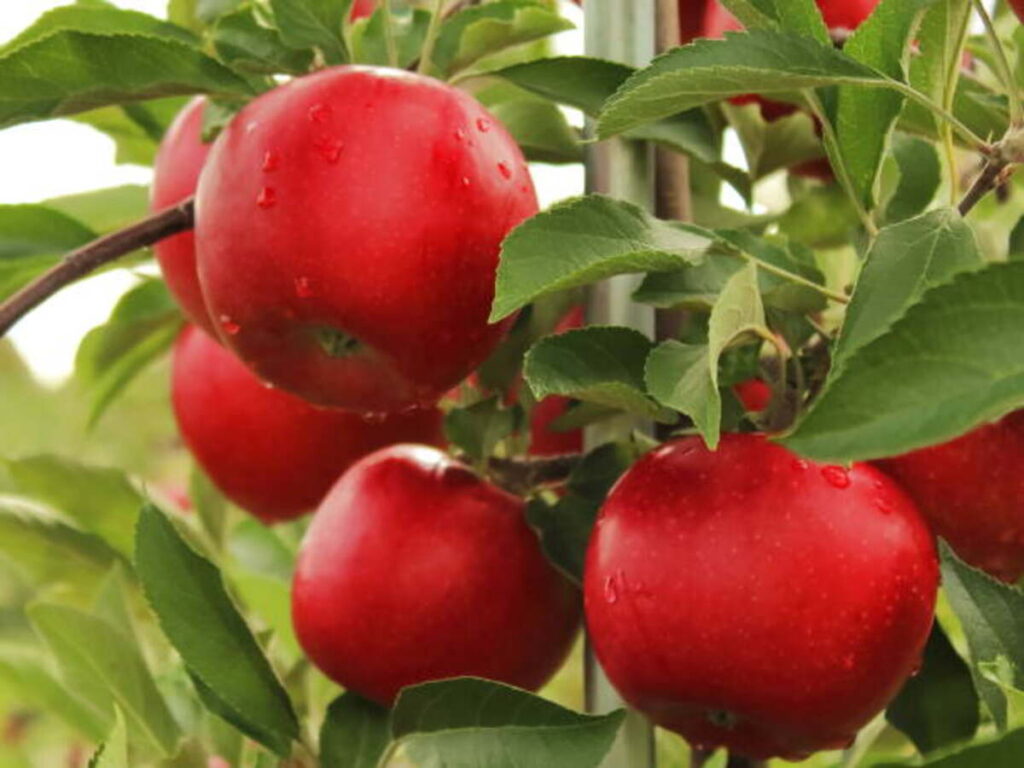 Himachal Fruits