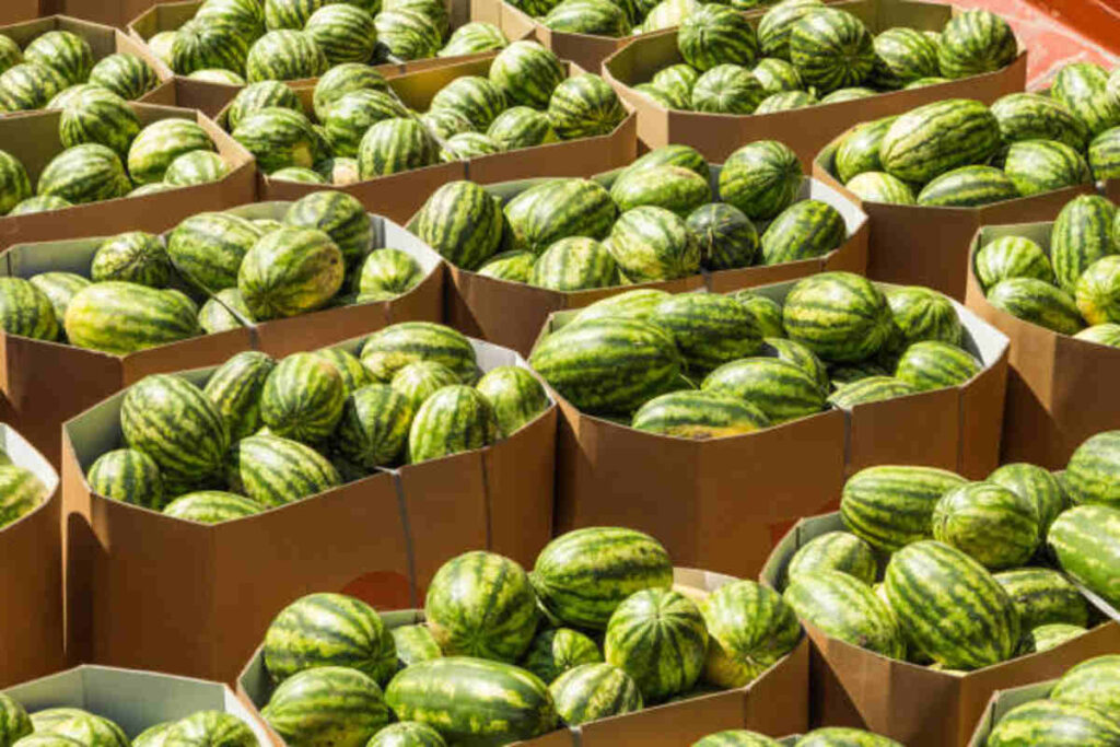 Imported Fruits and Vegetables
