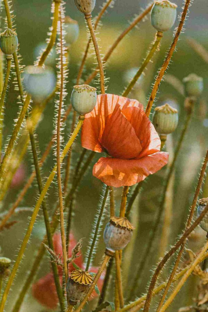 buy poppy pods