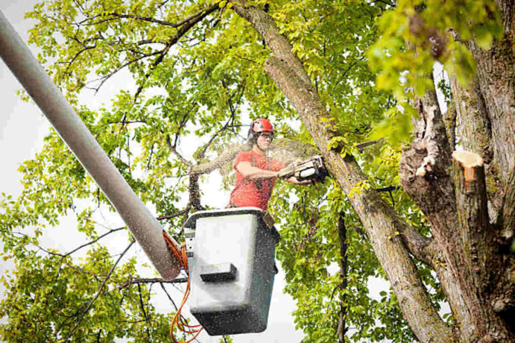 tree services Berkeley
