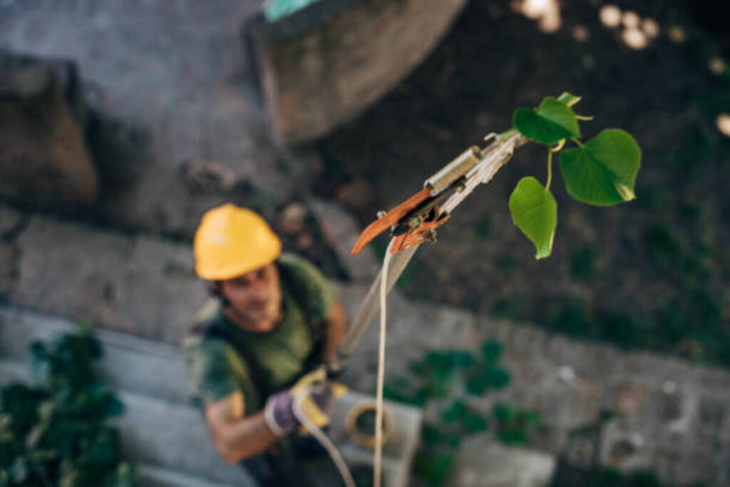 tree services Concord