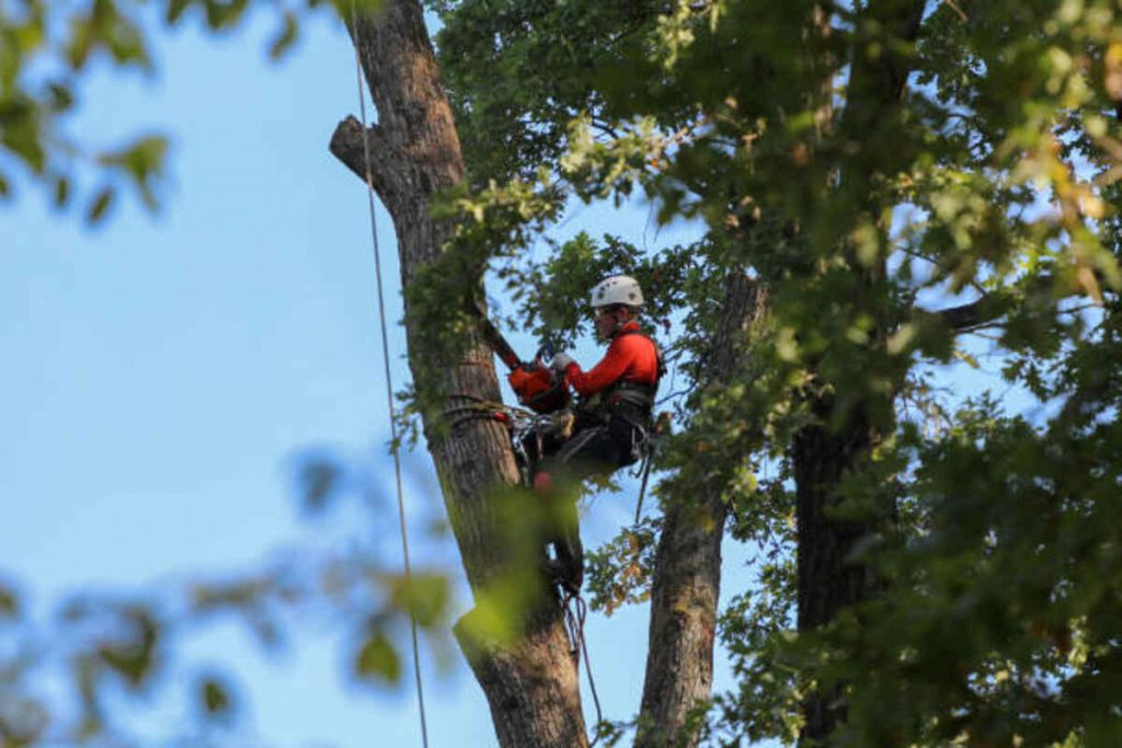 campbell tree removal